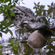 An American Alligator chomping down on a nurse shark. (Image: U.S. Fish and Wildlife Service J.N. “Ding” Darling National Wildlife Refuge)